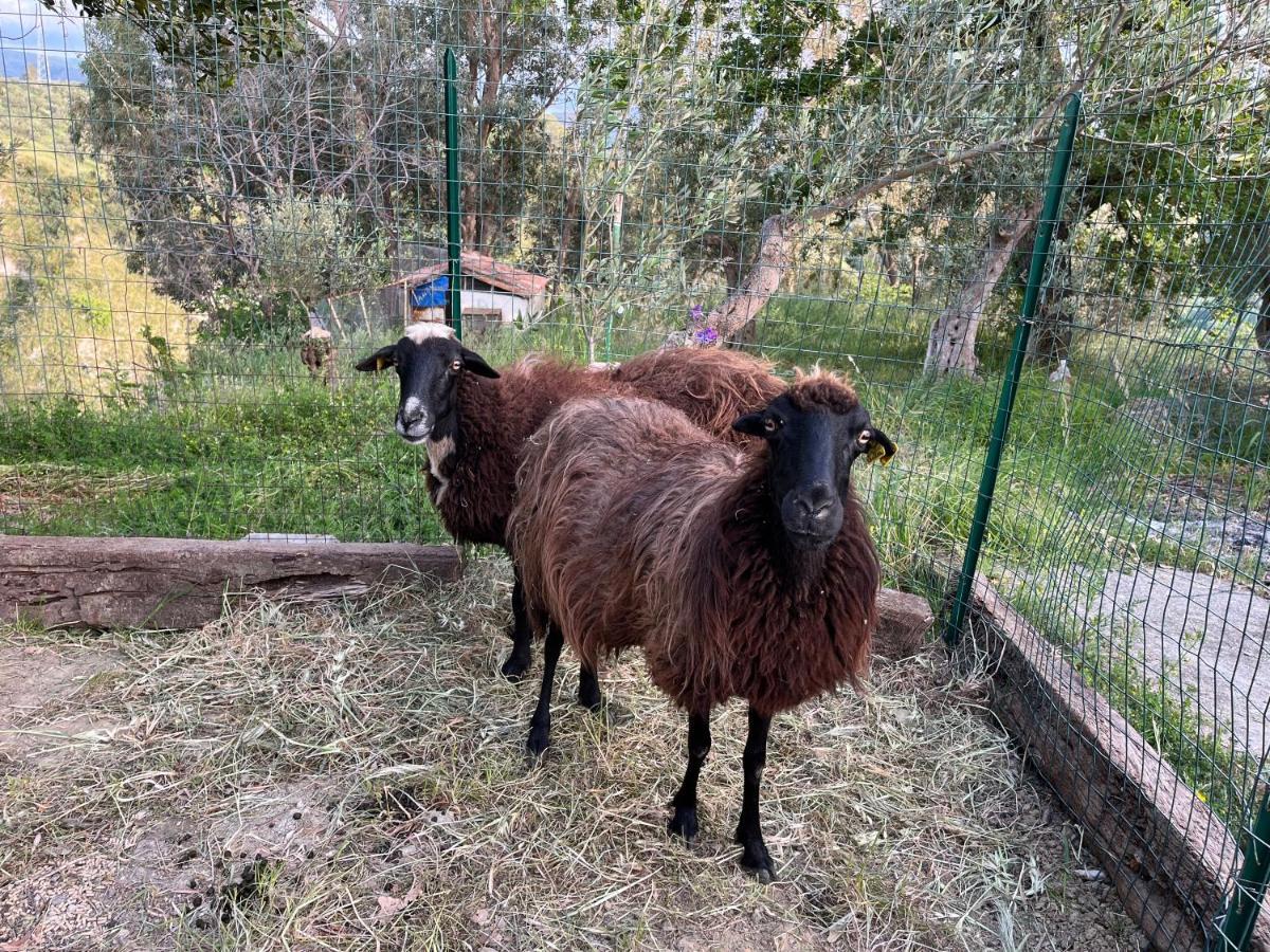Casale Carolea Apartman Sarrotino Kültér fotó
